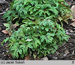 ×Heucherella tiarelloides Kimono