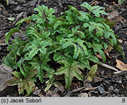 ×Heucherella tiarelloides (żuraweczka tiarellowata)