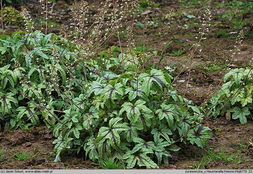 ×Heucherella tiarelloides Kimono