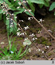 ×Heucherella tiarelloides Kimono