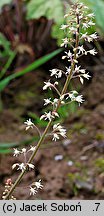 ×Heucherella tiarelloides Kimono