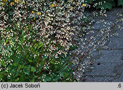 Heuchera micrantha var. diversifolia (żurawka drobnokwiatowa)