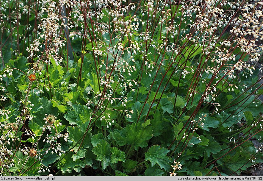 Heuchera micrantha var. diversifolia (żurawka drobnokwiatowa)