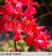 Heuchera sanguinea