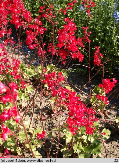 Heuchera sanguinea