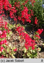 Heuchera sanguinea