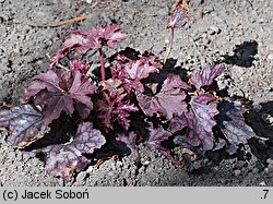 Heuchera Blackberry Jam