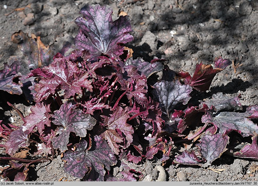 Heuchera Blackberry Jam