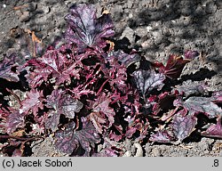 Heuchera Blackberry Jam