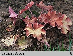 Heuchera Caramel