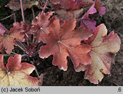 Heuchera Caramel