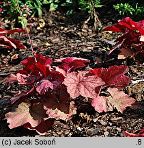 Heuchera Georgia Peach