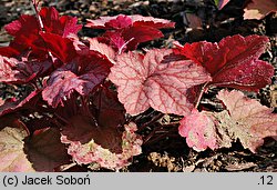 Heuchera Georgia Peach