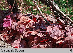 Heuchera Georgia Peach