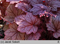 Heuchera Georgia Peach