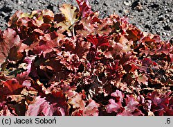 Heuchera Marmalade