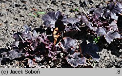 Heuchera Obsidian