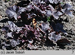 Heuchera Obsidian