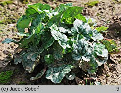 Heuchera Peppermint Ice