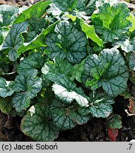 Heuchera Peppermint Ice