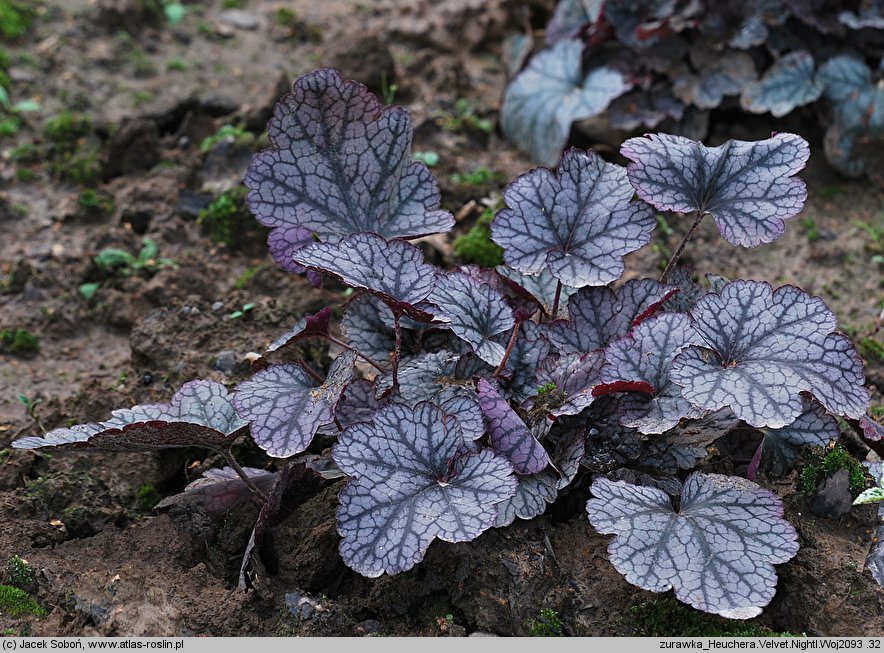 Heuchera Velvet Night