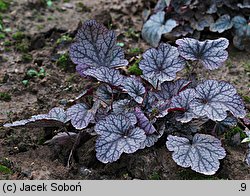 Heuchera Velvet Night