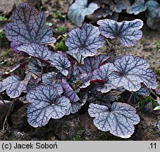 Heuchera Velvet Night