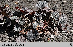 Heuchera Venus