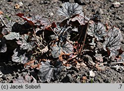 Heuchera Venus