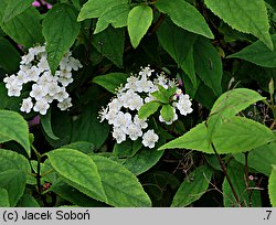 Deutzia amurensis (żylistek amurski)