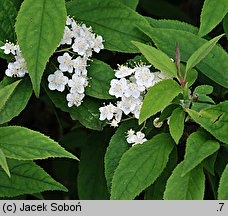 Deutzia amurensis (żylistek amurski)