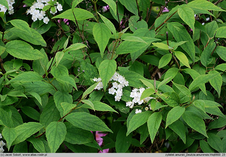 Deutzia amurensis (żylistek amurski)