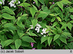 Deutzia amurensis (żylistek amurski)