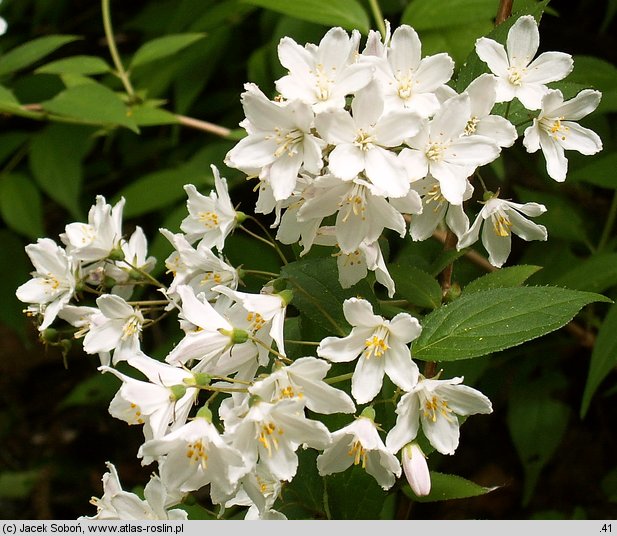 Deutzia xrosea