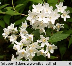 Deutzia xrosea