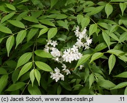 Deutzia xrosea