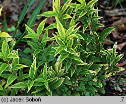 Deutzia gracilis Variegata