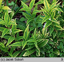 Deutzia gracilis Variegata