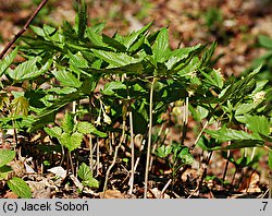 Dentaria enneaphyllos (żywiec dziewięciolistny)