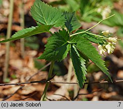 Dentaria enneaphyllos (żywiec dziewięciolistny)