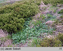 Dentaria glandulosa