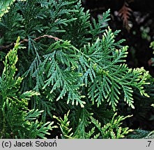 Thuja ×senetana (żywotnik Senety)