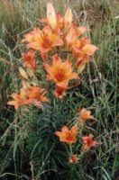 Lilium bulbiferum (lilia bulwkowata)