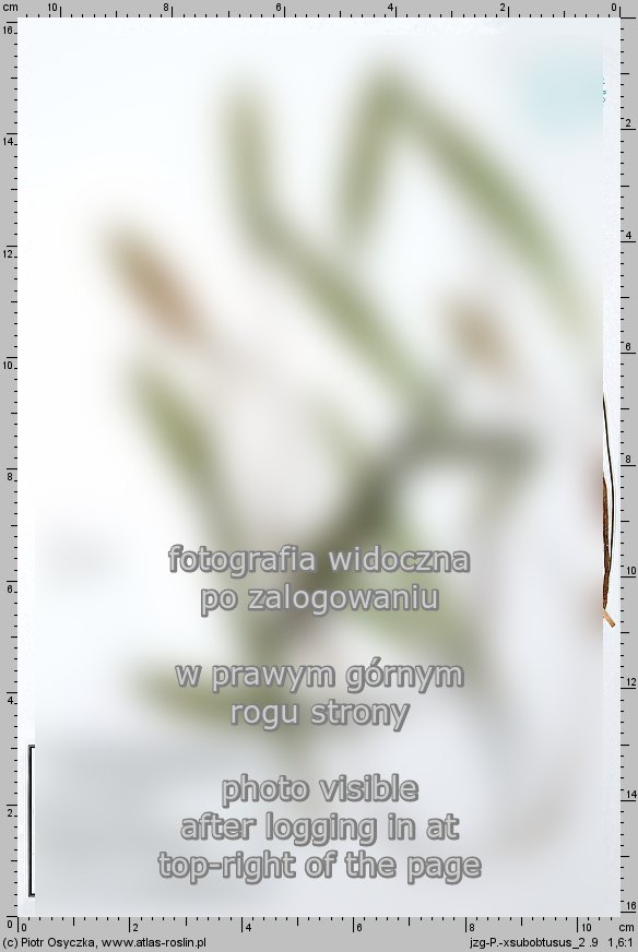 Potamogeton ×subobtusus (rdestnica tępawa)
