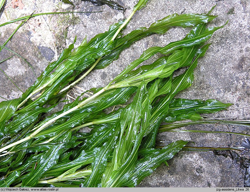 Potamogeton ×assidens (rdestnica bezogonkowa)