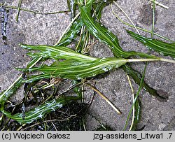 Potamogeton ×assidens (rdestnica bezogonkowa)