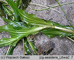 Potamogeton ×assidens (rdestnica bezogonkowa)