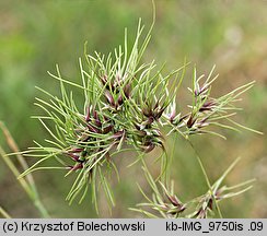 Poa bulbosa var. vivipara (wiechlina cebulkowata odmiana żyworodna)