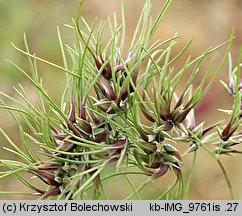 Poa bulbosa var. vivipara (wiechlina cebulkowata odmiana żyworodna)