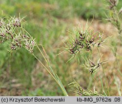 Poa bulbosa var. vivipara (wiechlina cebulkowata odmiana żyworodna)